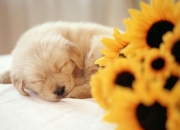 AYX体育赛事-秘鲁对阵皇马，罗德里连续得分拉开差距，一场跨越时空的足球幻梦