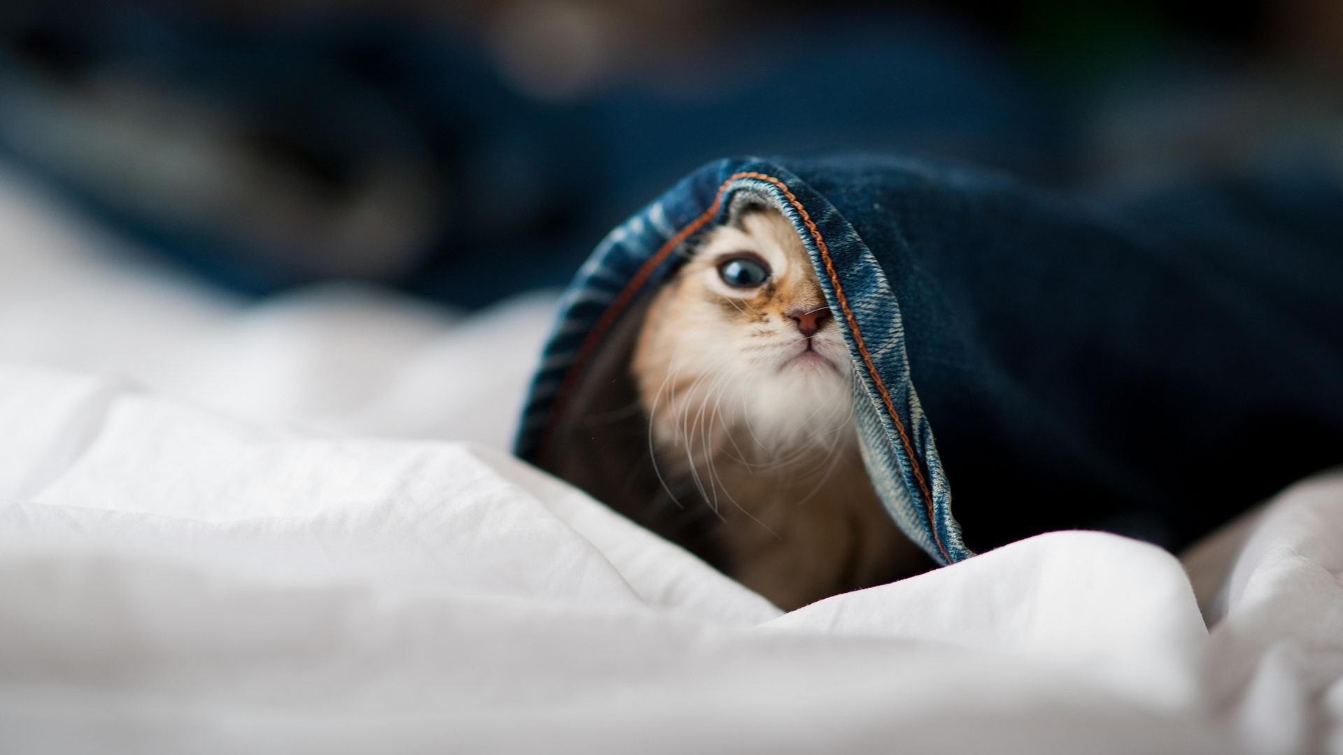 F1新赛季揭幕战与CBA焦点对决，速度与耐力的双重盛宴