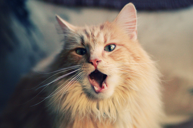 锡安·威廉姆森，新奥尔良的孤星，费城的试金石—76人淘汰赛过关背后的巨星价值觉醒