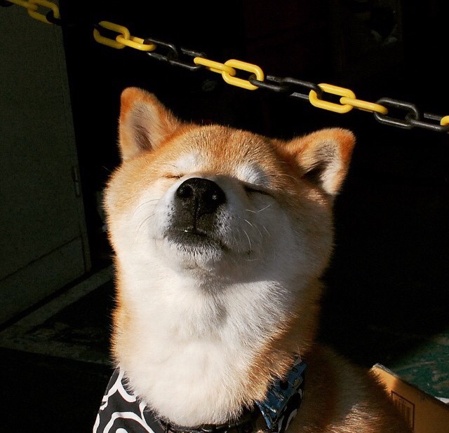 切特关键节点连续得分，掘金血拼黄蜂