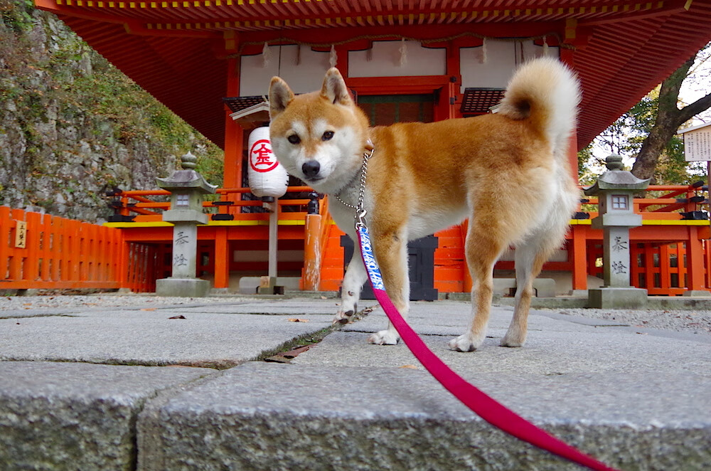 跨界赛场同日见证主宰时刻，灰熊速胜篮网的战术启示与英格拉姆欧冠淘汰赛的接管艺术